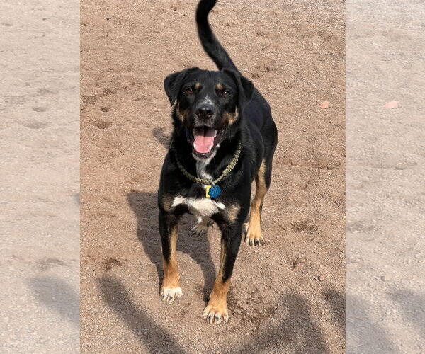 Medium Photo #9 Rottweiler-Unknown Mix Puppy For Sale in Webster, WI, USA