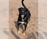 Small #8 Rottweiler Mix