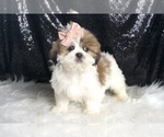 Puppy Princess ACA Shih Tzu