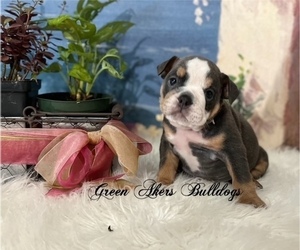 English Bulldog Puppy for sale in OOLOGAH, OK, USA