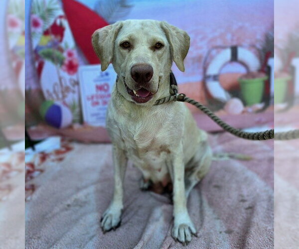 Medium Photo #1 Labrador Retriever-Unknown Mix Puppy For Sale in Long Beach, CA, USA