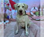 *CATHERINE - Female Labrador Retriever-Unknown Mix Dog for Adoption - Small photo