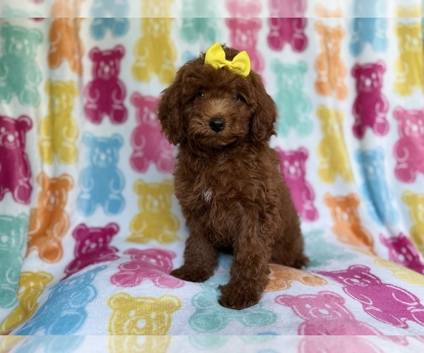 Medium Photo #3 YorkiePoo Puppy For Sale in LAKELAND, FL, USA