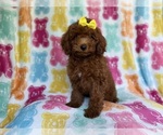 Small #2 YorkiePoo