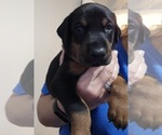 Puppy Titan Doberman Pinscher