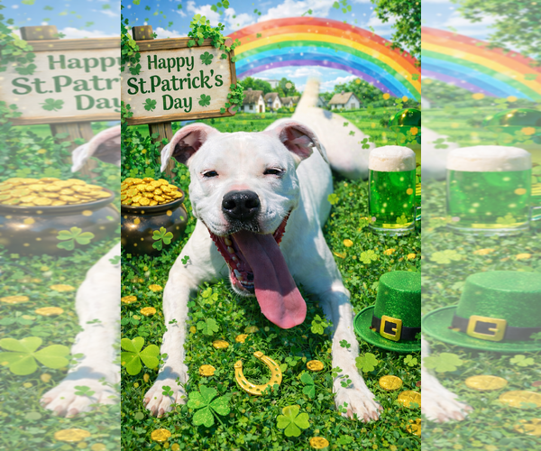 Medium Photo #1 Boxer-Unknown Mix Puppy For Sale in Sistersville, WV, USA