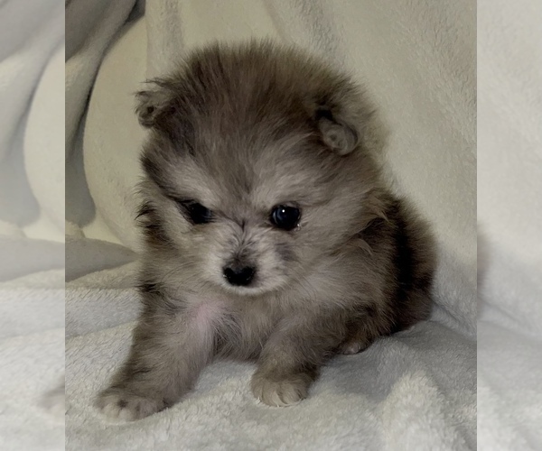 Medium Photo #6 Pomeranian Puppy For Sale in PORTLAND, ME, USA