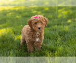 Small Photo #2 Poodle (Miniature) Puppy For Sale in SHIPSHEWANA, IN, USA