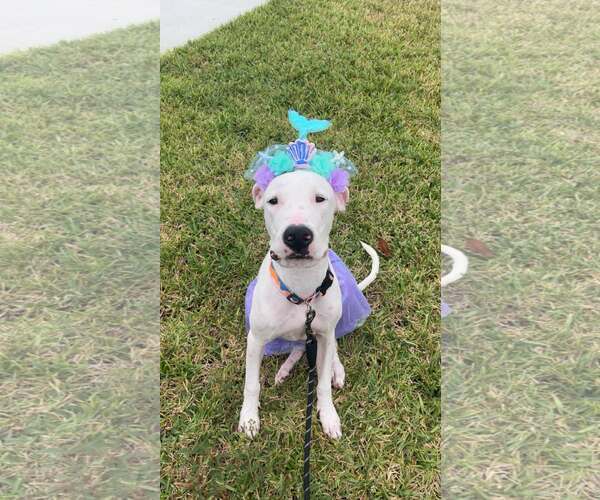 Medium Photo #3 Mutt Puppy For Sale in  Gainesville, FL, USA