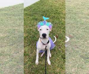 Sweet Pea - Female Mutt Dog for Adoption - Photo #3