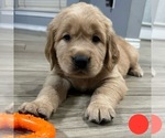 Puppy Red Golden Retriever