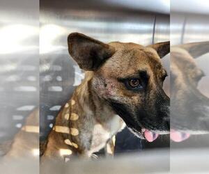 Mutt Dogs for adoption in San Antonio, TX, USA
