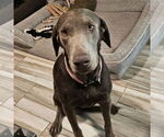 Small #1 Weimaraner Mix