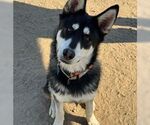 Small #9 Huskies  Mix