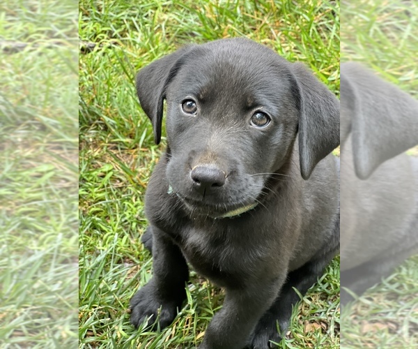 Medium Photo #1 Labrador Retriever Puppy For Sale in GLADSTONE, VA, USA