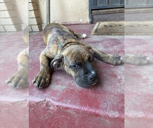 American Pit Bull Terrier Dogs for adoption in SAN GABRIEL, CA, USA