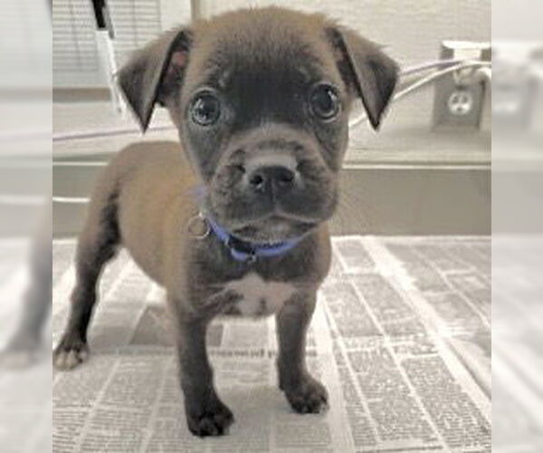 Medium Photo #1 Labrador Retriever-Unknown Mix Puppy For Sale in Houston, TX, USA