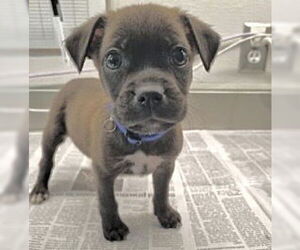 Labrador Retriever-Unknown Mix Dogs for adoption in Houston, TX, USA