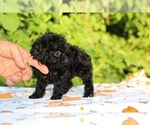 Small #9 Poodle (Toy)