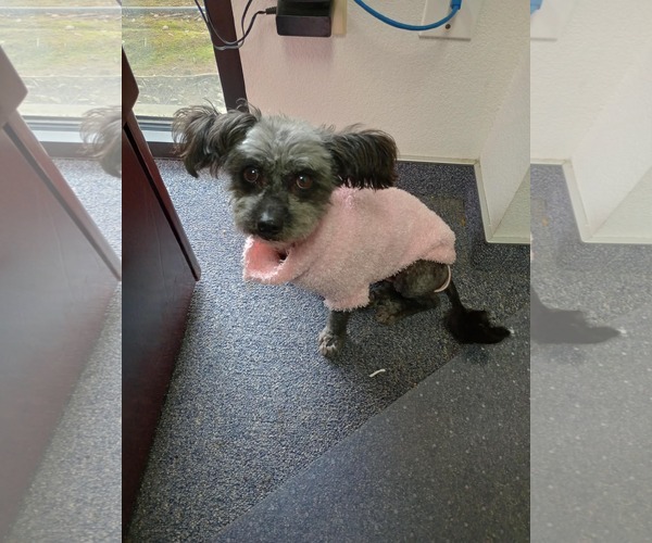 Medium Photo #4 Poodle (Standard)-Unknown Mix Puppy For Sale in Visalia, CA, USA