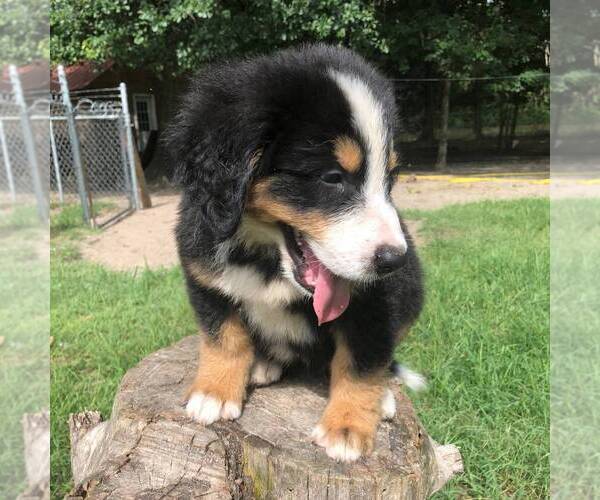 Medium Photo #1 Great Bernese Puppy For Sale in BLACKVILLE, SC, USA
