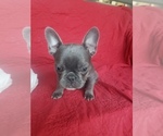 Small Photo #1 French Bulldog Puppy For Sale in LITTLE ELM, TX, USA