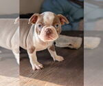 Small #5 Boston Terrier