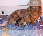 Small Dachshund