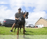 Small #11 Doberman Pinscher