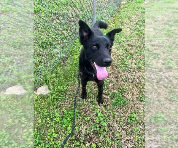 Medium Photo #8 Mutt Puppy For Sale in Abbeville, LA, USA