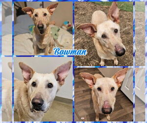 German Shepherd Dog Dogs for adoption in Blacksburg, SC, USA