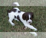 Small Photo #13 Brittany Puppy For Sale in HAMILTON, GA, USA
