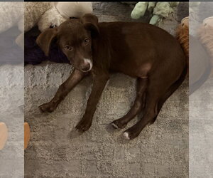 Wally * - Male Labrador Retriever-Unknown Mix Dog for Adoption - Photo #3