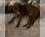 Small Photo #3 Labrador Retriever-Unknown Mix Puppy For Sale in Royal Palm Beach, FL, USA