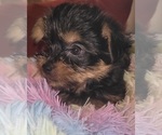 Small Photo #195 Yorkshire Terrier Puppy For Sale in AKRON, OH, USA