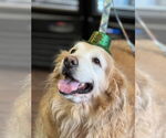 Small #4 Golden Retriever
