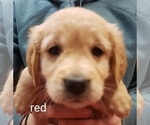 Small Photo #1 Golden Retriever Puppy For Sale in PARMA, ID, USA