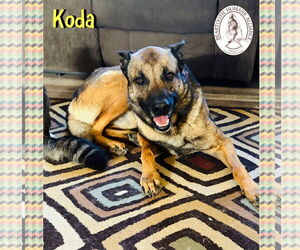 Mutt Dogs for adoption in Red Lodge, MT, USA