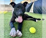 Small #1 American Pit Bull Terrier