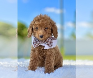 Goldendoodle (Miniature) Puppy for sale in FROSTPROOF, FL, USA