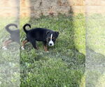 Small #1 Mutt