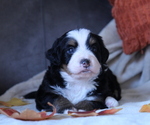 Puppy Haven Makana Bernedoodle