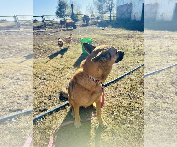 Medium Photo #3 Mutt Puppy For Sale in Stevens Point, WI, USA