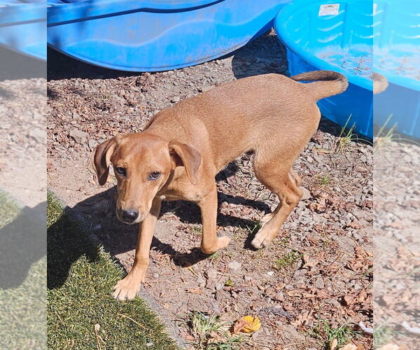 Medium Photo #2 Feist Terrier-Unknown Mix Puppy For Sale in Tracy City, TN, USA