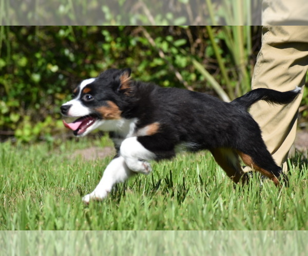 Medium Photo #4 Miniature Australian Shepherd Puppy For Sale in PALM COAST, FL, USA