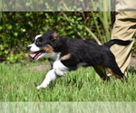 Small #3 Miniature Australian Shepherd