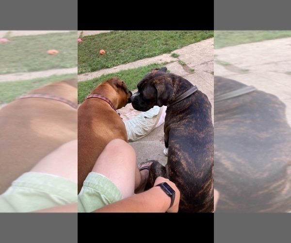 Medium Photo #1 Boxer Puppy For Sale in ROCKFORD, MI, USA