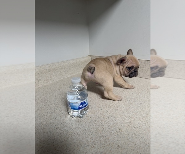 Medium Photo #4 French Bulldog Puppy For Sale in BONAIRE, GA, USA