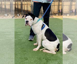 Boxer Dogs for adoption in Austin, TX, USA