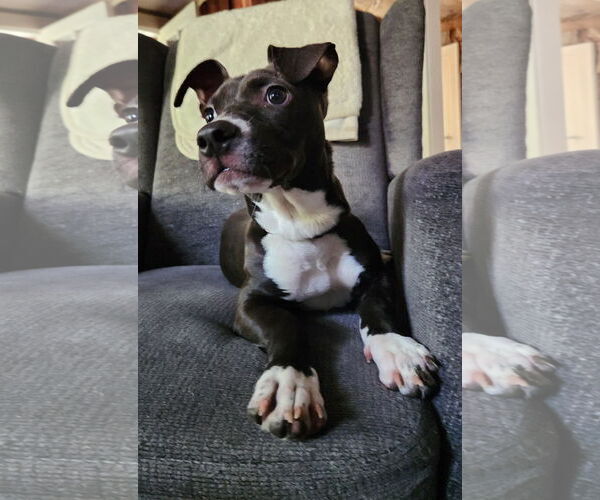 Medium Photo #3 Mutt Puppy For Sale in Woodbury, NY, USA